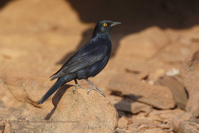 White-winged Starling - Onychognathus nabouroup