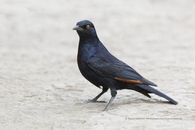 White-winged Starling - Onychognathus nabouroup