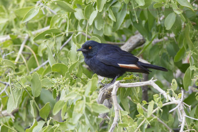 White-winged Starling - Onychognathus nabouroup