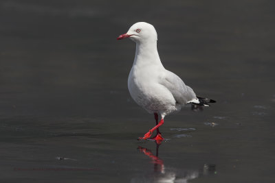 Red-billed Gull - Larus novaehollandiae