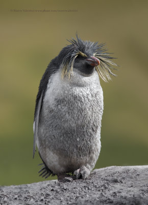 Moseley's Penguin - Eudyptes moseleyi