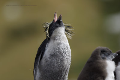 Moseley's Penguin - Eudyptes moseleyi