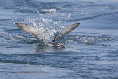 Scopoli's Shearwater - Calonectris diomedea