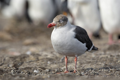 Dolphin Gull - Leucophaeus scoresbii