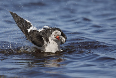 Dolphin Gull - Leucophaeus scoresbii