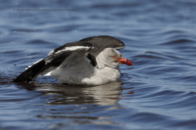 Dolphin Gull - Leucophaeus scoresbii