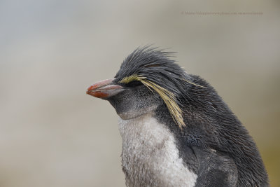 Moseley's Penguin - Eudyptes moseleyi