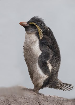 Moseley's Penguin - Eudyptes moseleyi