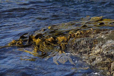 Giant kelp