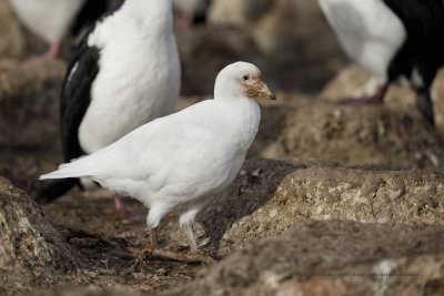 Sheathbill - Chionis alba