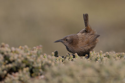 Cobb's Wren - Troglodytes cobbi