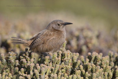 Cobb's Wren - Troglodytes cobbi