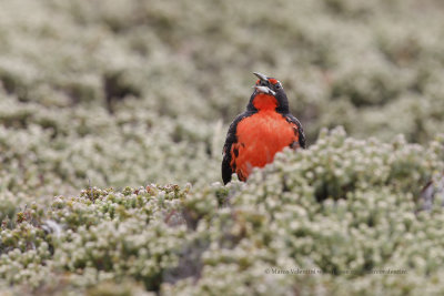 Long-tailed Meadowlark - Sturnella loica