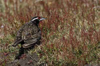 Long-tailed Meadowlark - Sturnella loica