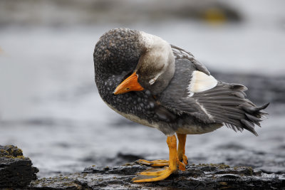 Falkland fligthless Steamer duck - Tachyeres brachypterus