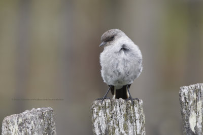 Dark-faced Ground-tyrant - Muscisaxicola macloviana