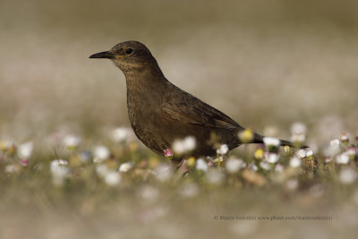 Tussacbird - Cinclodes antarcticus