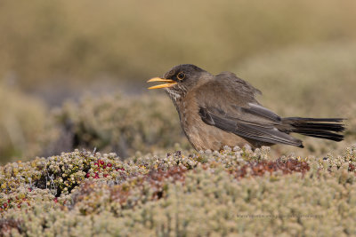 Austral Thrush - Turdus falklandii