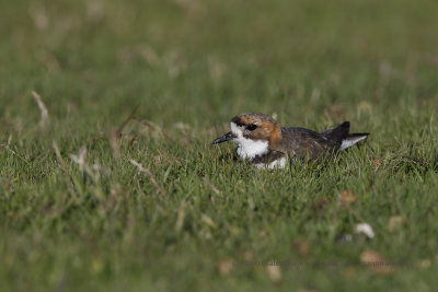 Two-banded Plover - Charadrius falklandicus