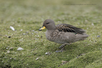 Yellow-billed Teal - Anas flavirostris