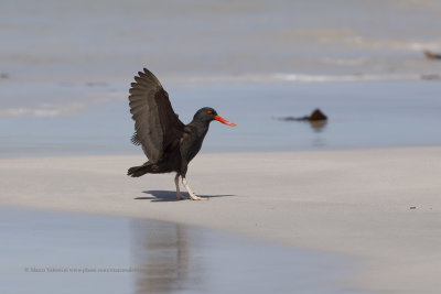 Blackish Oystercatcher - Haematopus ater