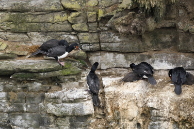 Rock Cormorant - Phalacrocorax magellanicus