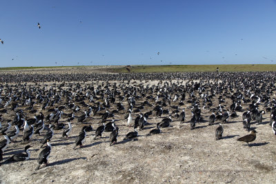 Imperial Shag - Phalacrocorax atriceps