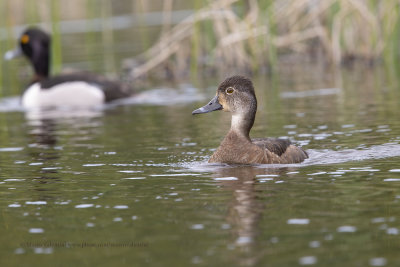 Ring-necked Duck - Aythya collaris