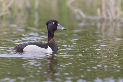 Ring-necked Duck - Aythya collaris