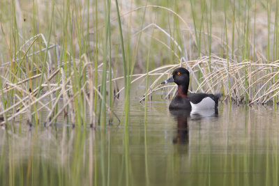 Ring-necked Duck - Aythya collaris