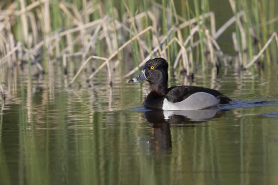 Ring-necked Duck - Aythya collaris