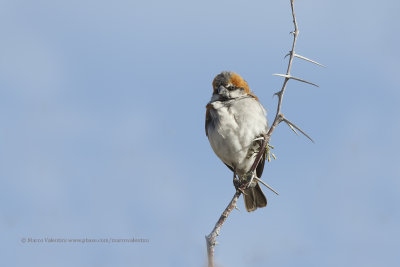 Great Sparrow - Passer motitensis