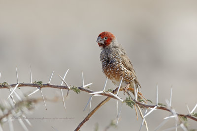 Red-headed Finch - Amadina erythrocephala