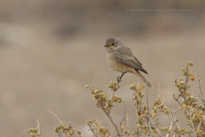 Familiar Chat - Cercomela familiaris