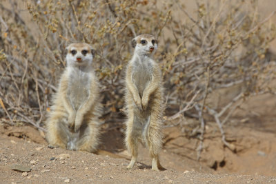 Meerkat - Suricata suricatta