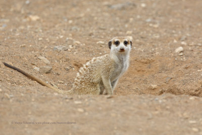 Meerkat - Suricata suricatta