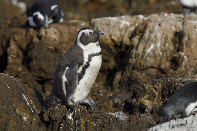 Cape Penguin - Spheniscus demersus