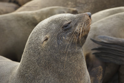 Cape Fur Seal - Arctocephalus pusillus