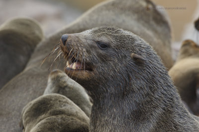 Cape Fur Seal - Arctocephalus pusillus