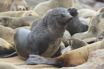 Cape Fur Seal - Arctocephalus pusillus