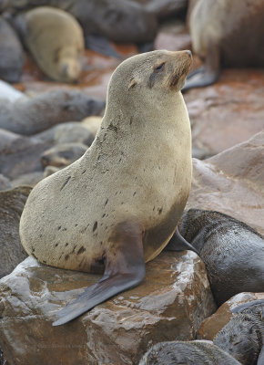 Cape Fur Seal - Arctocephalus pusillus