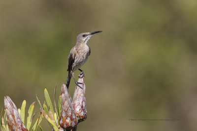 Cape Sugarbird - Promerops cafer