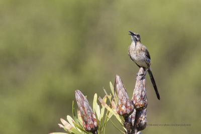 Cape Sugarbird - Promerops cafer