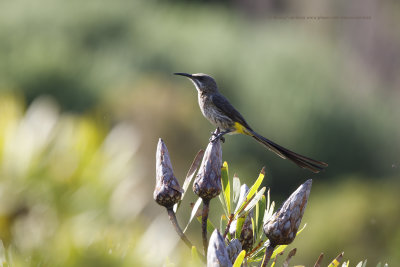 Cape Sugarbird - Promerops cafer