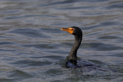 Crowned Cormorant - Microcarbo coronatus