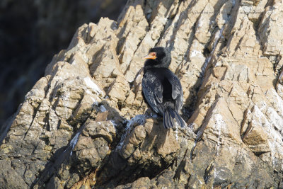 Crowned Cormorant - Microcarbo coronatus