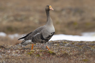 White-fronted goose - Anser albifrons