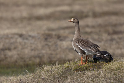 White-fronted goose - Anser albifrons