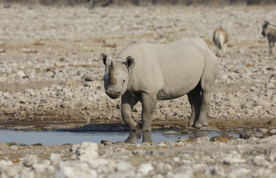 Black Rhinoceros - Diceros bicornis