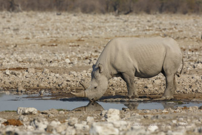 Black Rhinoceros - Diceros bicornis